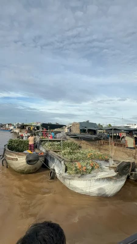 Trăm ghe thương hồ chở khóm dứa tấp nập tại Chợ Nổi Cái Răng